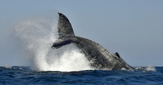 南アフリカのザトウクジラ